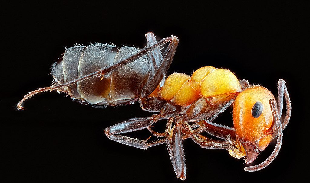 Ant Control service in Council Bluffs, IA