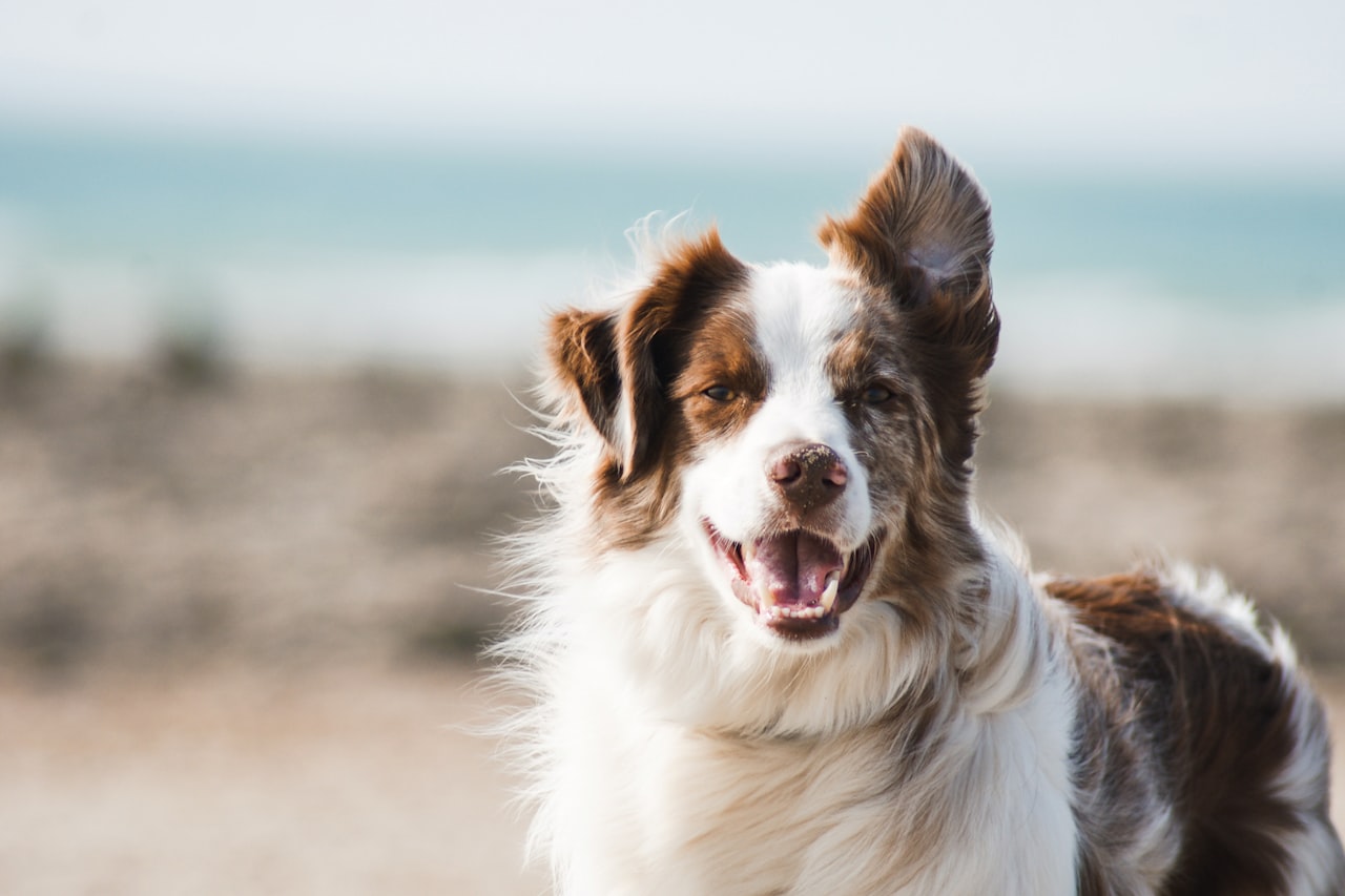 Flea & Tick Control service in Council Bluffs, IA