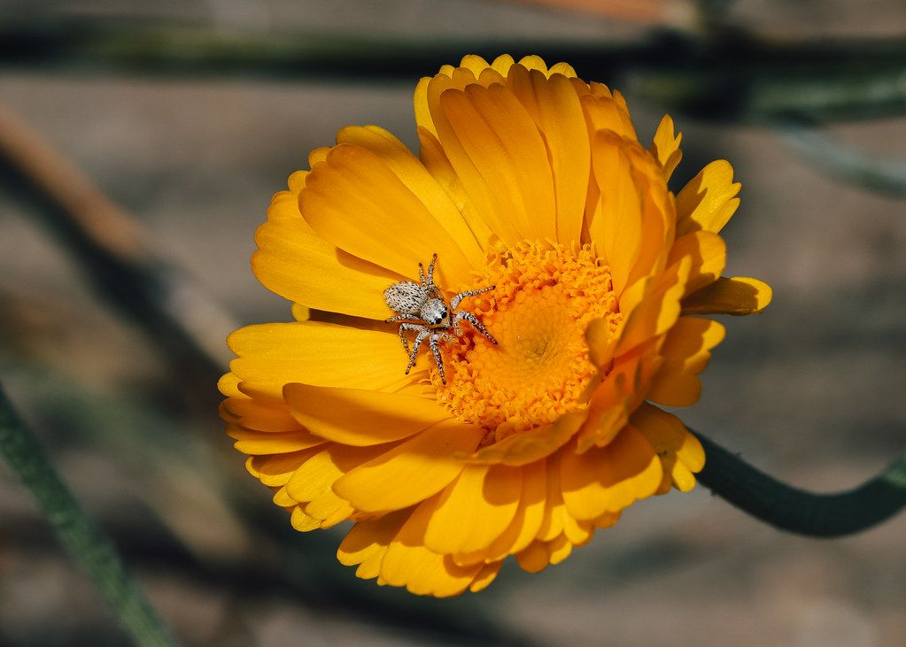 Spider Control service in Council Bluffs, IA